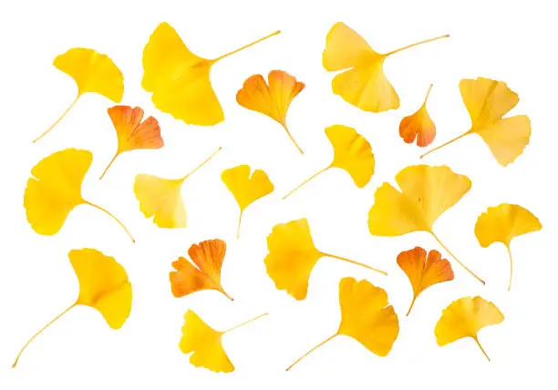Yellow and orange ginkgo leaves isolated on white background