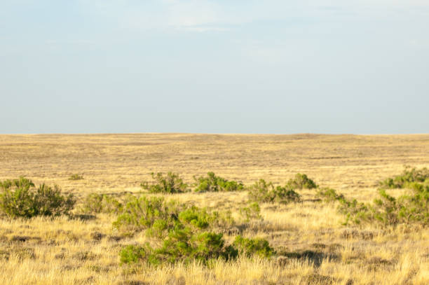 istock Steppe in the summer. Central Asia Kazakhstan 836421268