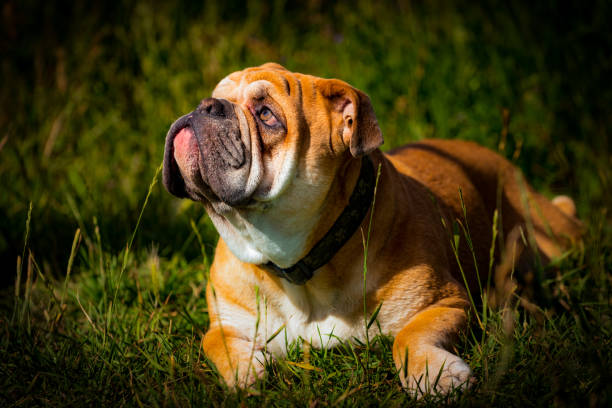 istock English Bulldog 836421392