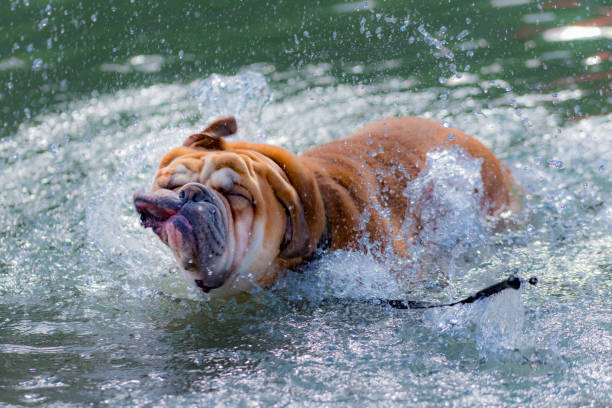 istock English Bulldog 836421498