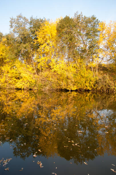 осень, осень, падение листьев, падение листа - 2548 стоковые фото и изображения