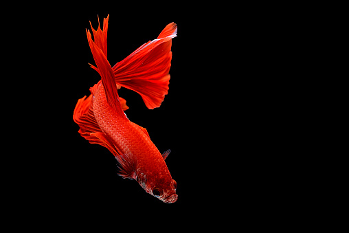 Capture the moving moment of white siamese fighting fish isolated on black background, Betta splendens,Gifts for Arabs,Thailand Culture be alive,Gifts for Europeans