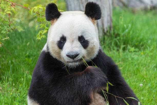 자이언트 팬더는 잔디에 앉아 - panda giant panda china eating 뉴스 사진 이미지