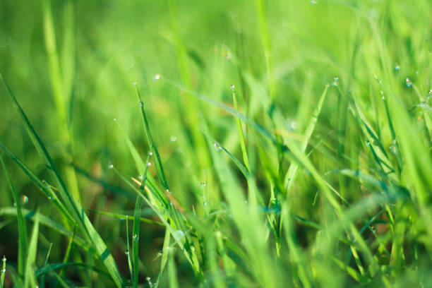 istock Sunrise and green grass with dew drop 836429430