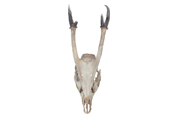istock Skull of a horned animal 836430538