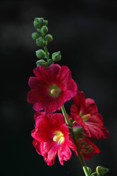 malva - hollyhock flower photos et images de collection