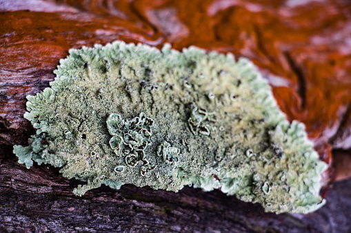 Macro shot of a lychen on a treebark.