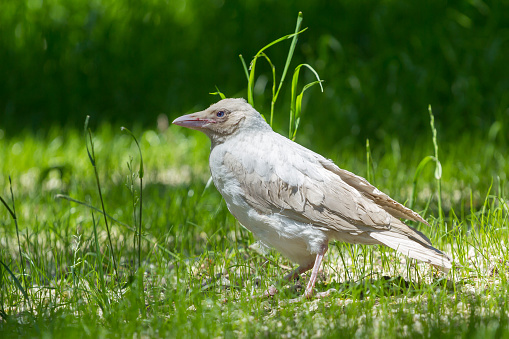 Albino white crow sitting on the green grass