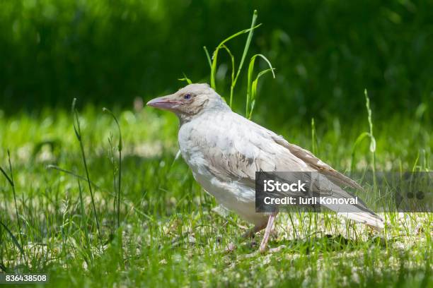 Albino White Crow Stock Photo - Download Image Now - White Color, Raven - Bird, Crow - Bird