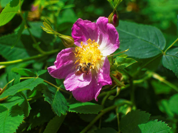 istock bee on a flower of wild rose in spring 836438668