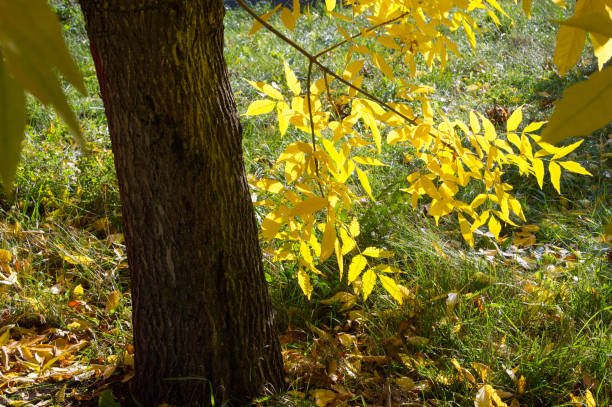 A wonderful time to fall A wonderful time to fall, golden leaves, warm days 2655 stock pictures, royalty-free photos & images