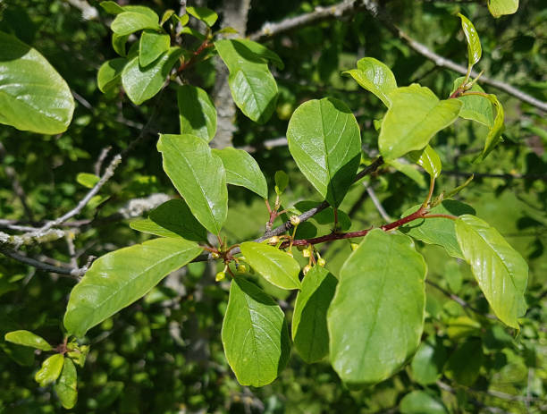 Buckthorn; Rhamnus, frangula