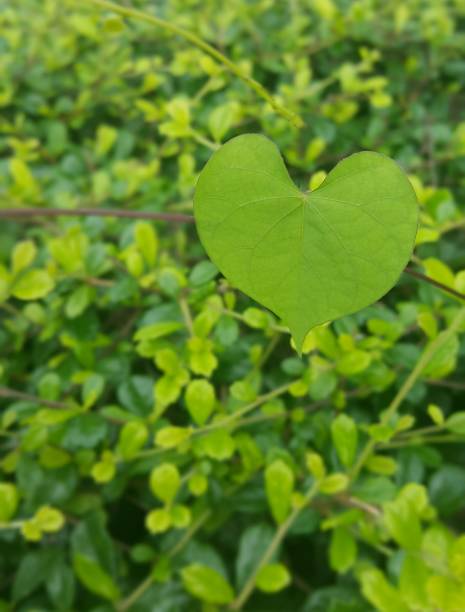 istock green heart-shaped leaves 836442620