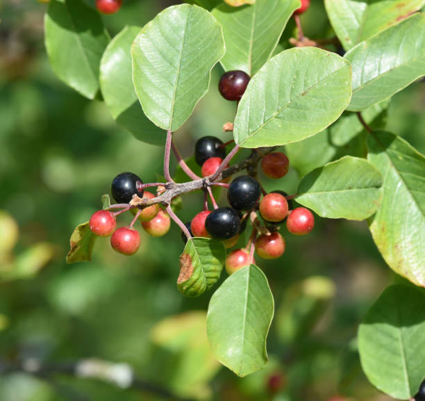 istock Buckthorn; Rhamnus, frangula 836445140