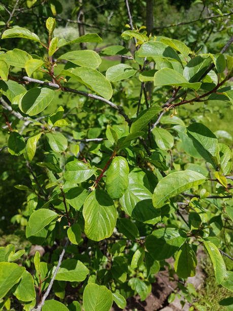 Buckthorn; Rhamnus, frangula Lazy tree; Rhamnus, frangula frangula alnus stock pictures, royalty-free photos & images