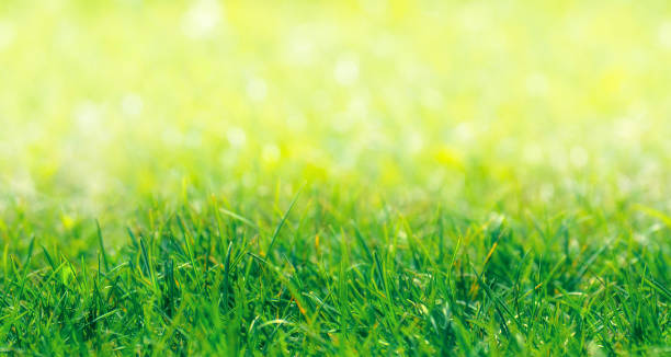 istock Green Grass Border at Sunny Summer Day (Seamless Pattern) 836449734