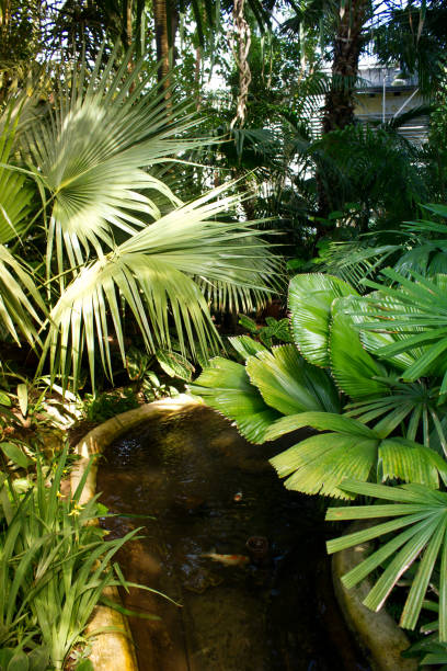 istock Pond and palm trees in Botanical Garden. 836451980