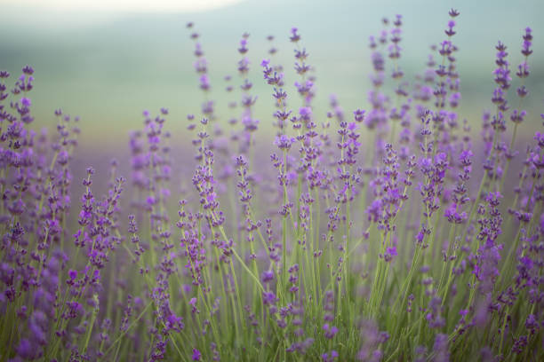 istock Lavender field. Composition of nature. 836453034