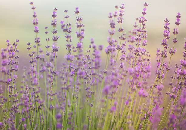 istock Lavender field. Composition of nature. 836453144