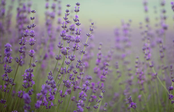 istock Lavender field. Composition of nature. 836453218