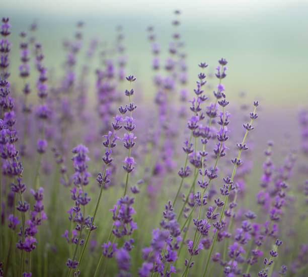 istock Lavender field. Composition of nature. 836453354