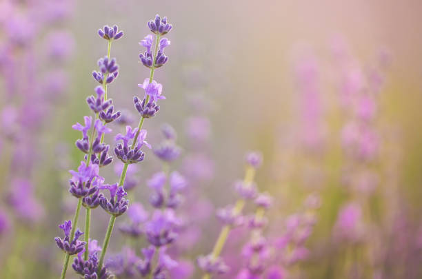 istock Lavender field. Composition of nature. 836453450