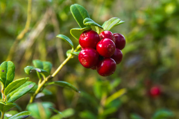 Red huckleberry groving in a forest in a end of summer Red huckleberry groving in a forest in a end of summer, nature background huckleberry stock pictures, royalty-free photos & images