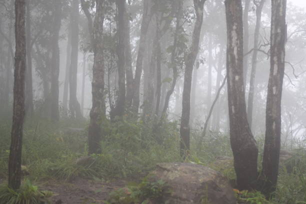 istock mysterious foggy forest in winter after rain 836460772
