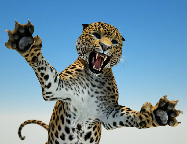 Black Jaguar Jumping