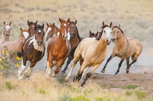 Beautiful herd of young wild horses running on dry grassland in warm evening light. Utah, USA.