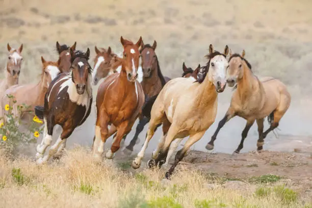 Beautiful herd of young wild horses running on dry grassland in warm evening light. Utah, USA.