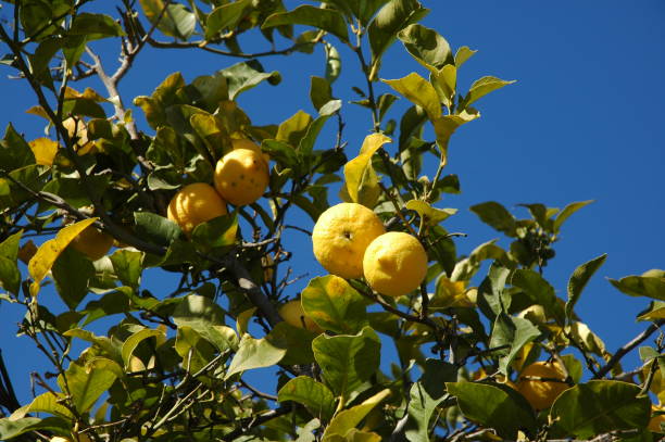 istock Lemons on the tree in Spain 836461660