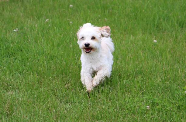 istock little Havanese has fun in the garden 836468450