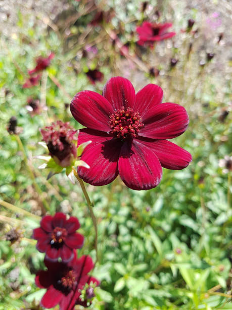 istock Chocolate flower; Berlandiera lyrata 836470524