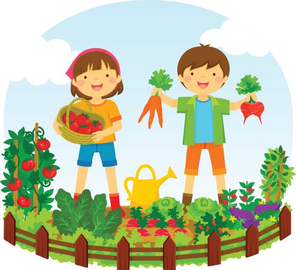 kids in a vegetable garden two kids picking vegetables in a vegetable garden farm clipart stock illustrations