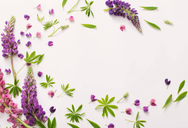 istock lupine flowers on white background 836473572