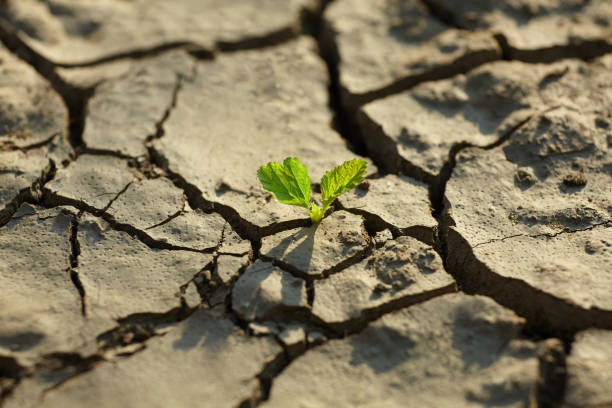 istock young plant growing through the ground 836473686