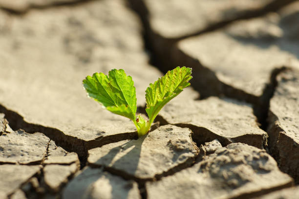 istock young plant growing through the ground 836473946