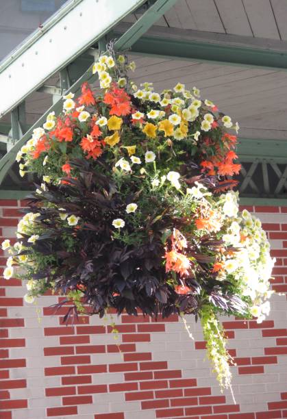 istock Flower suspension  Petunia Begonia 836476862