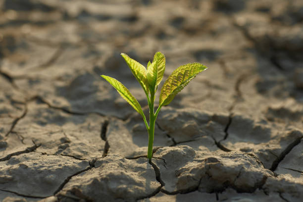 istock young plant growing through the ground 836477004