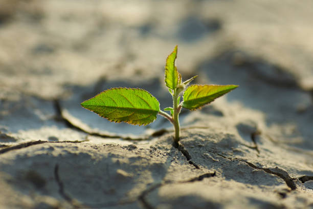 istock young plant growing through the ground 836477320