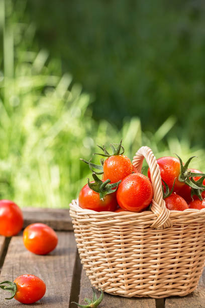istock Red tomatoes in wicker basket on  wooden table. 836481492