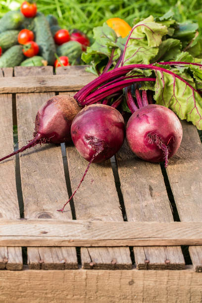 istock Young,fresh beets with tops on old wooden background 836481498