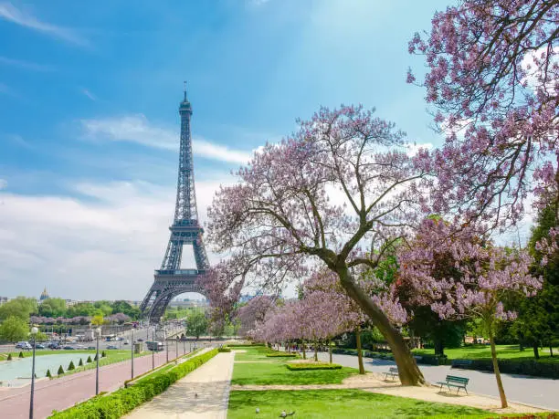 View of the Eiffel Tower from the Trocadero Square with blossoming trees in the foreground in Paris