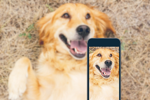 Dog, Golden Retriever, Animal, Canine, Photo Messaging
