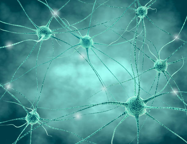 istock Human nervous system . Nerve cells with synapses and neurotransmitters 3D illustration. 836488174