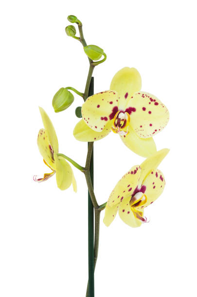 istock Yellow orchid flower with buds 836494240