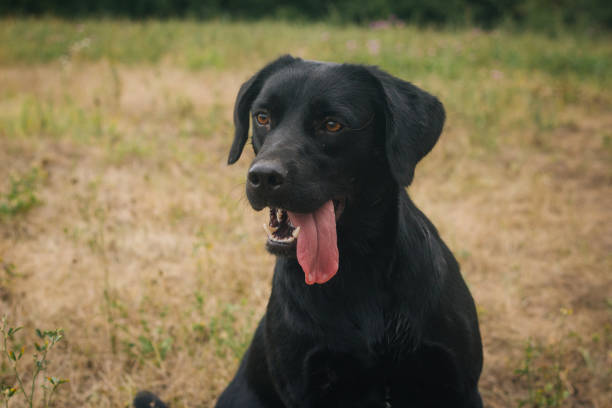 istock Black labrador on a background of grass 836495340