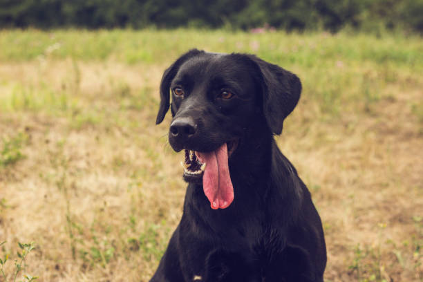 istock Black labrador on a background of grass 836497724