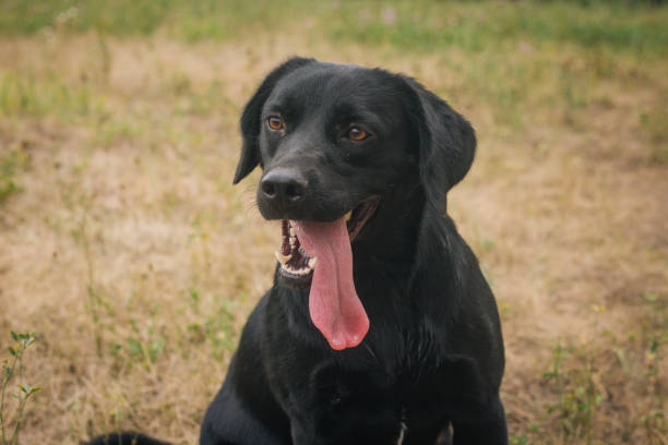 istock Black labrador on a background of grass 836497770